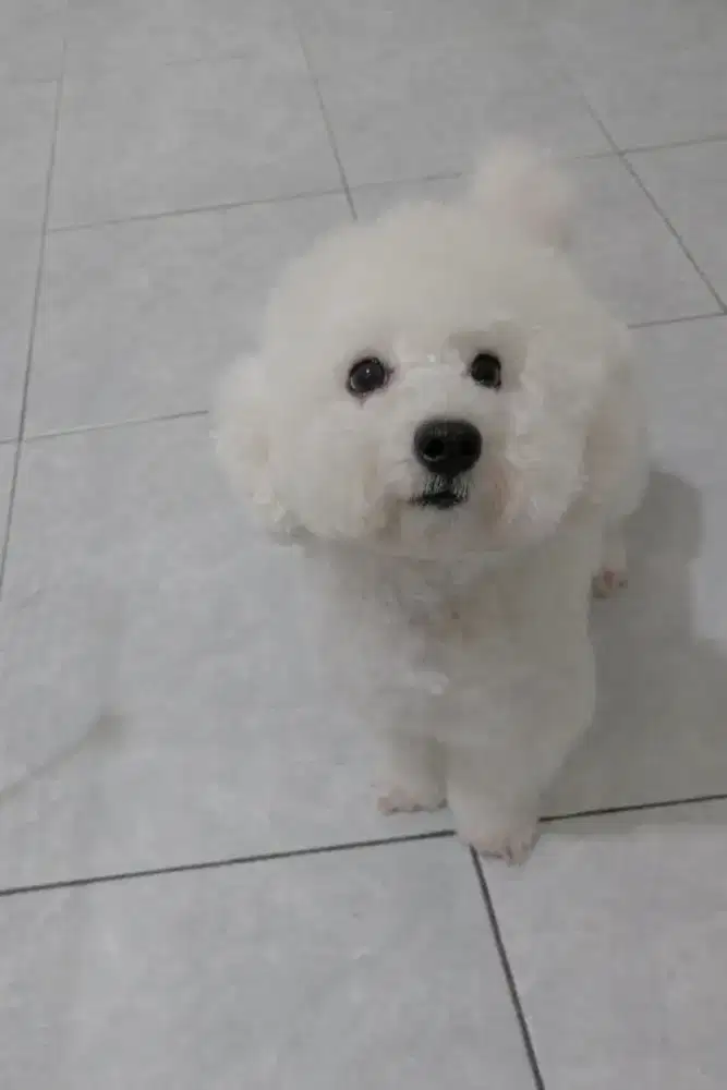 Poodle putih betina