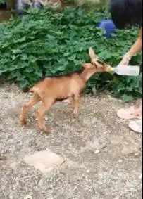 paket kambing kerdil 4 bln 1 jantan 2 betina cross nigerian dwarf unik