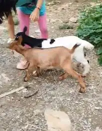 paket kambing kerdil 4 bln 1 jantan 2 betina cross nigerian dwarf unik