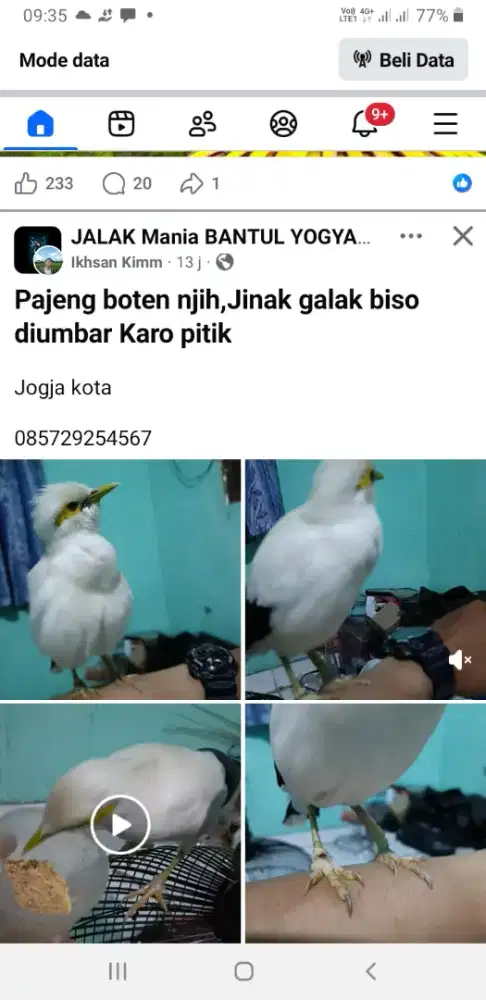 Burung jalak whiitee