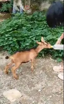 3 ekor kambing kerdil 4 bln 1 jantan 2 betina cross nigerian dwarf top