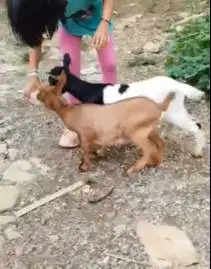 3 ekor kambing kerdil 4 bln 1 jantan 2 betina cross nigerian dwarf top