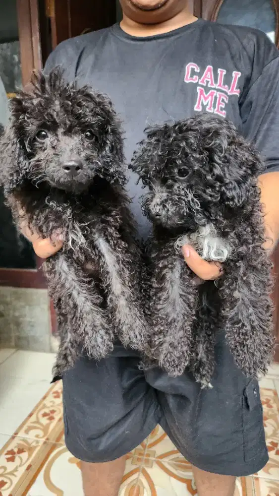 Anakn Toy poodle umur 2bln.Jantan dan betina. Kosongan
