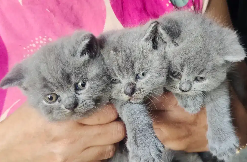 Open booking Adopsi Baby Kucing BSH Solid Blue