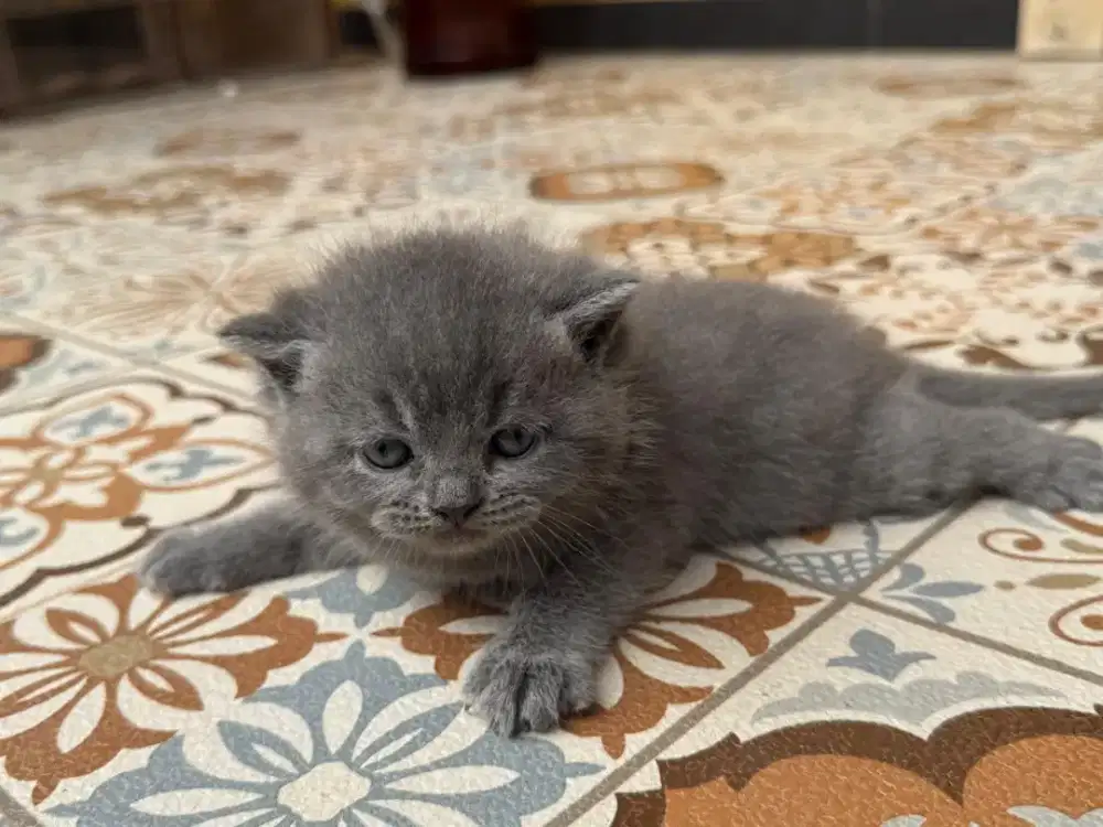 Open booking Adopsi Baby Kucing BSH Solid Blue