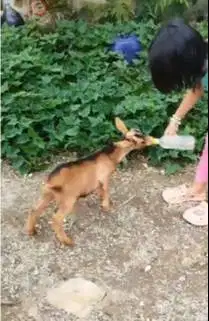 3 ekor kambing kerdil 4 bln cross nigerian 1 jantan 2 betina exotik ok