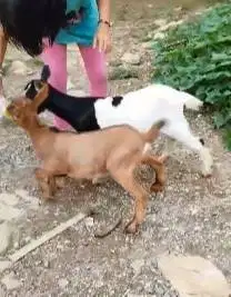 3 ekor kambing kerdil 4 bln cross nigerian 1 jantan 2 betina exotik ok
