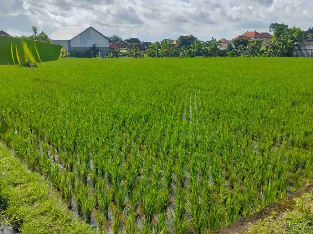 Tanah GLOBAL 150M2 dekat RS KAPAL BADUNG