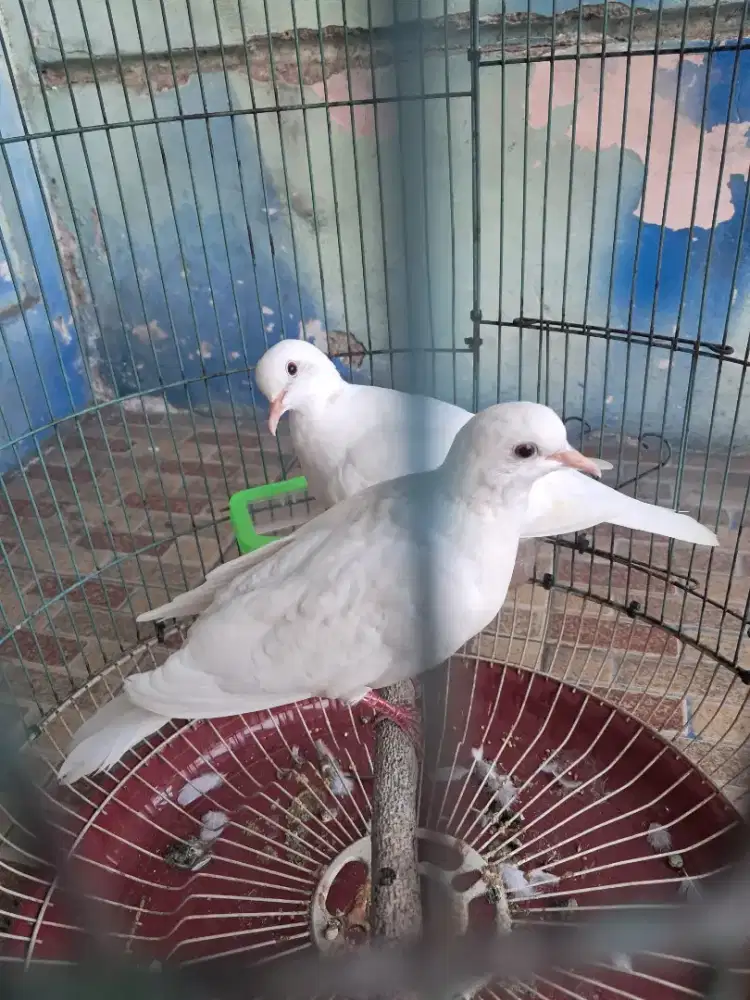 Puter putih lokal betina indukan produksi