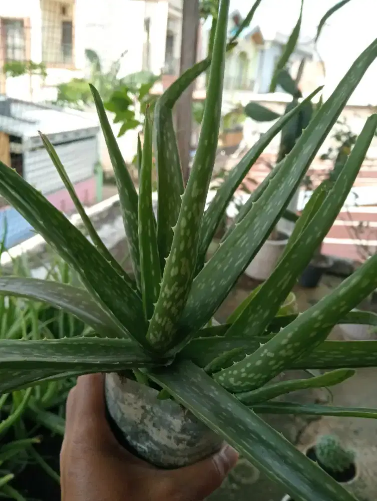LIDAH BUAYA (ALOEVERA)