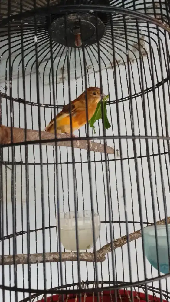 Burung kenari umur 3 bulan