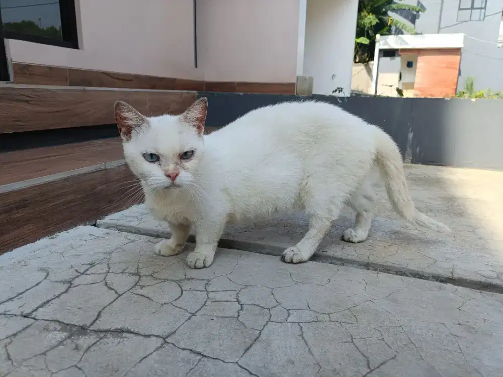 Munchkin betina warna white van