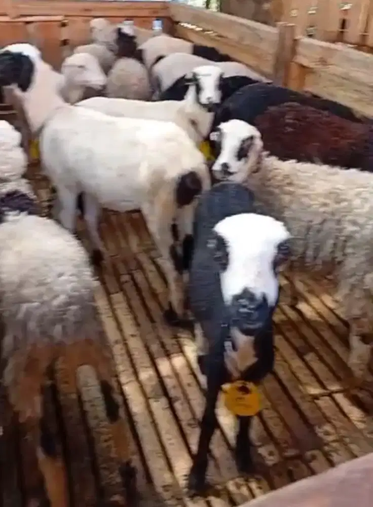 Jual domba/ kambing guling muda