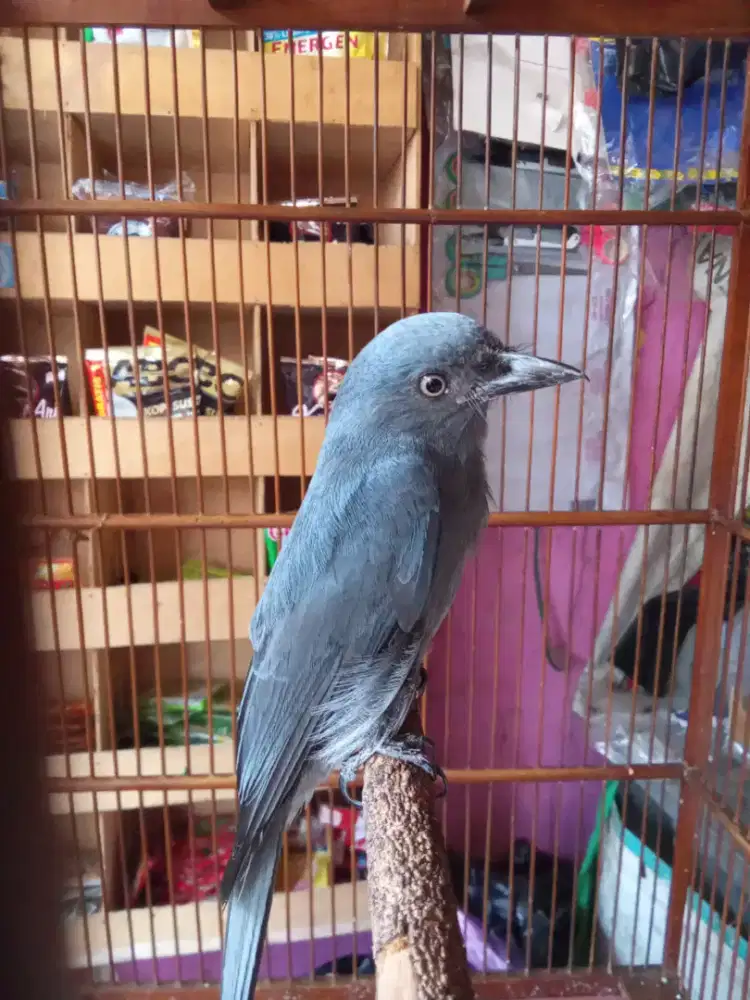 SRIGUNTING abu2 MAPUT barter jengot jawa