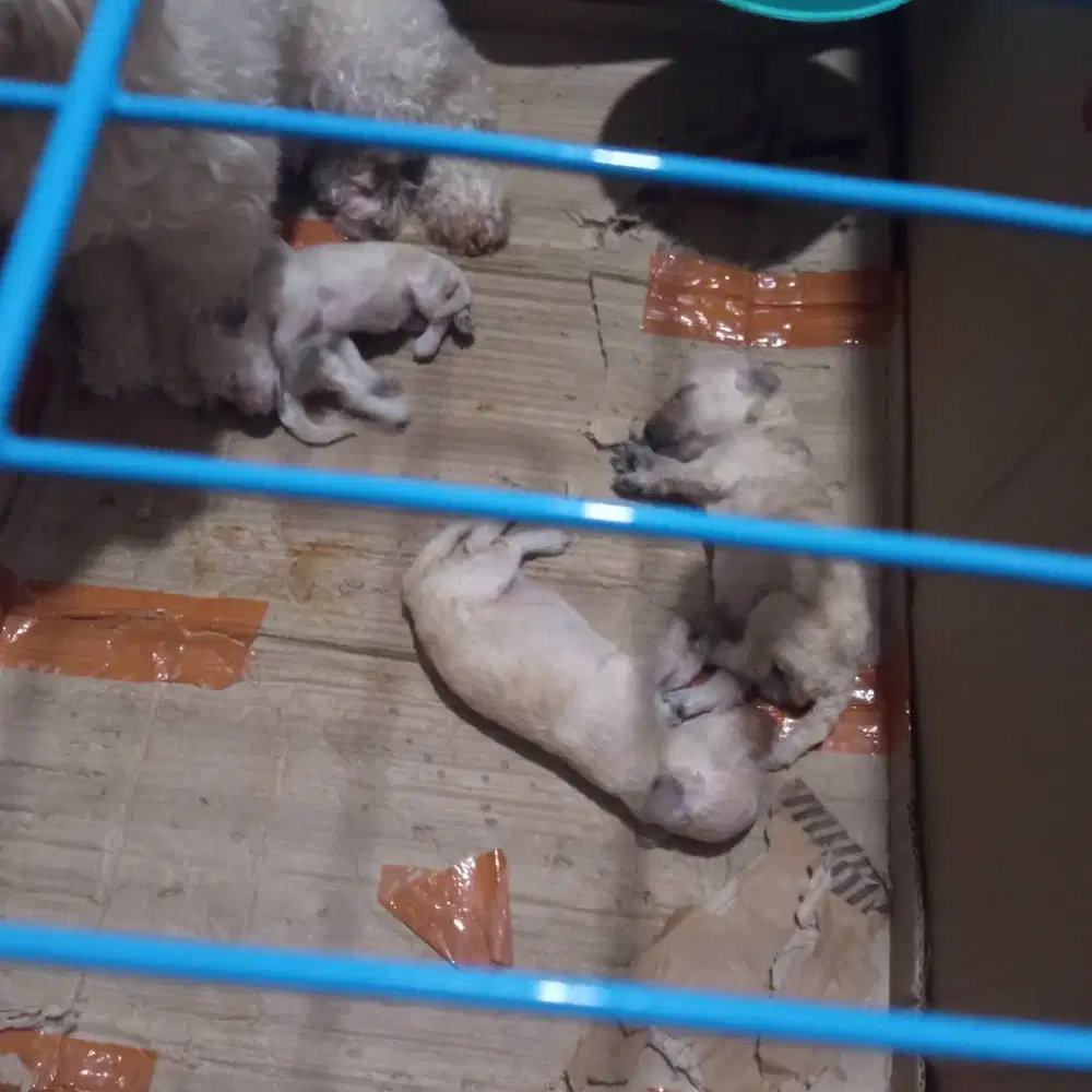 Open booking toy poodle stambum jantan betina