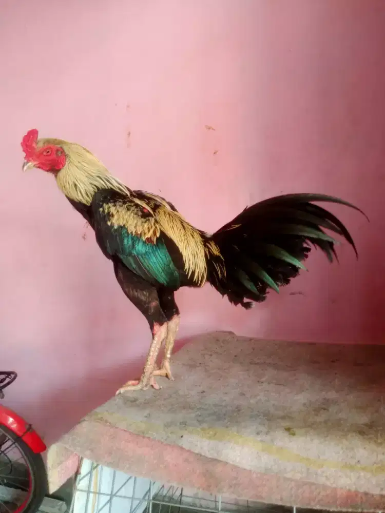 Ayam Bangkok Super Tehnik