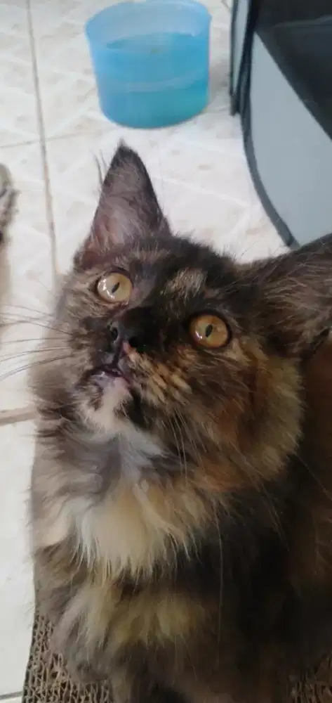 KITTEN Persia medium Betina