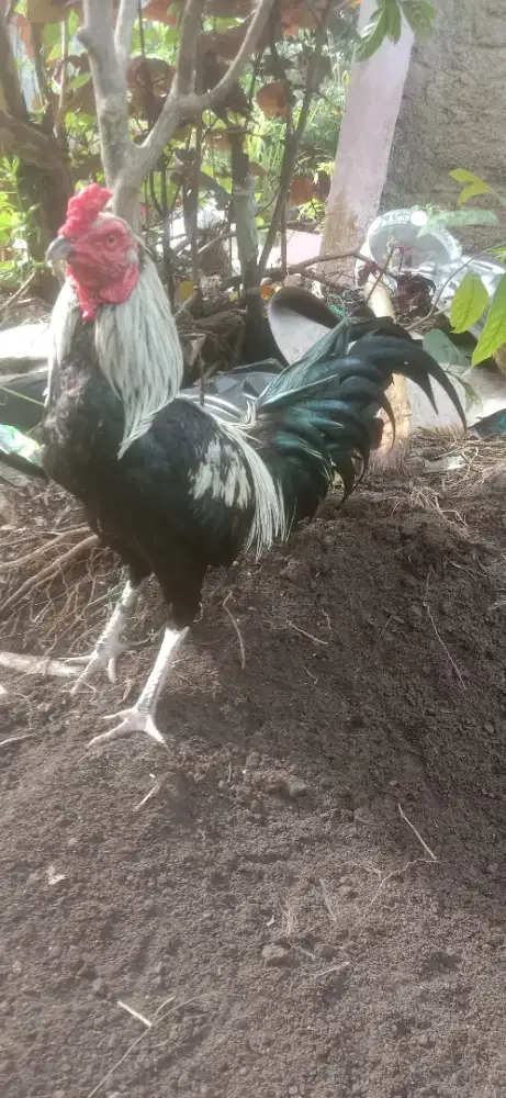 Ayam Birma pakhoy drumb ada pukul ko 3 x Abar murah  jos siap kirim