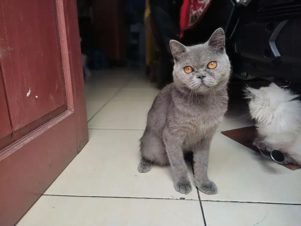 kebanyakan jantan pengen lepas adop