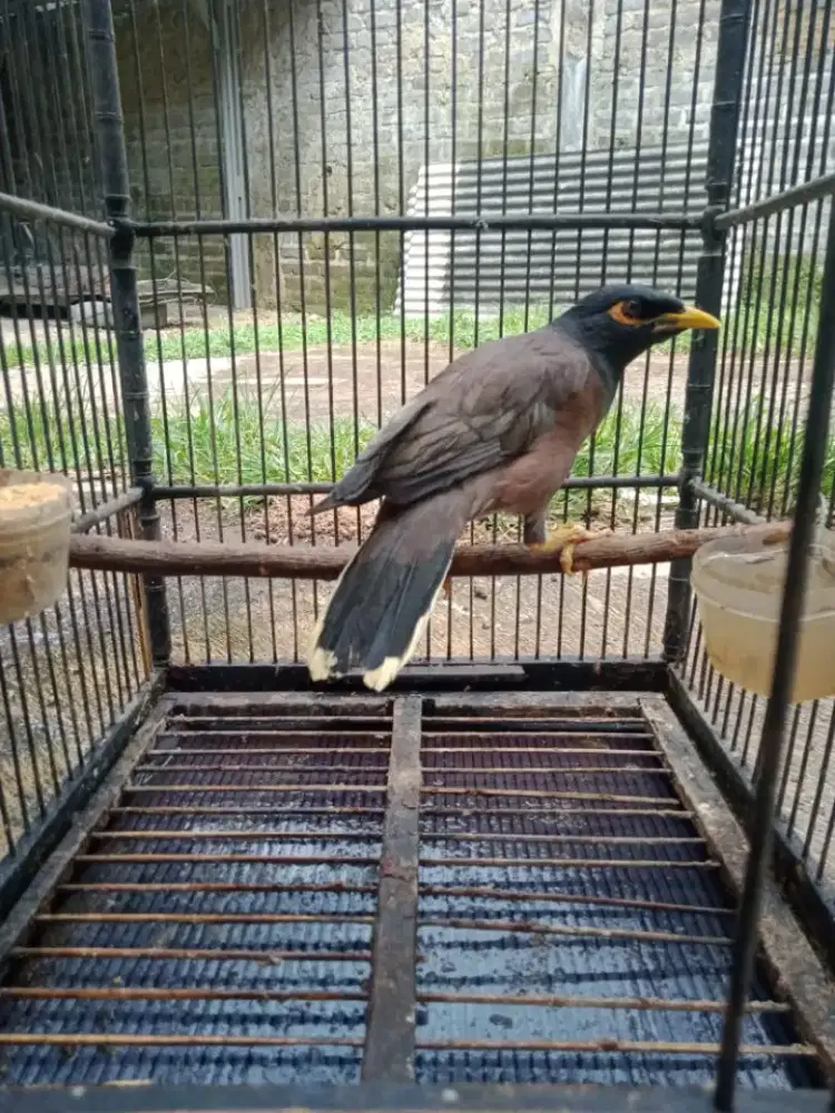 Burjngvjalak Batam bunyi fullset murah