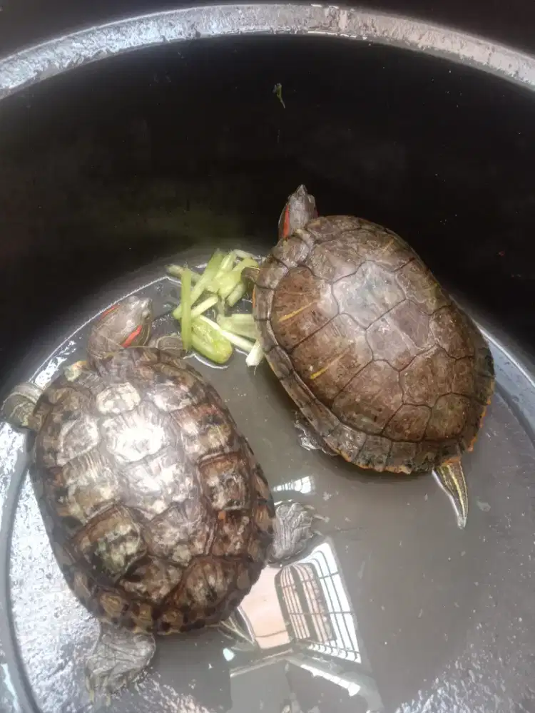 Kura-kura Brazil sepasang