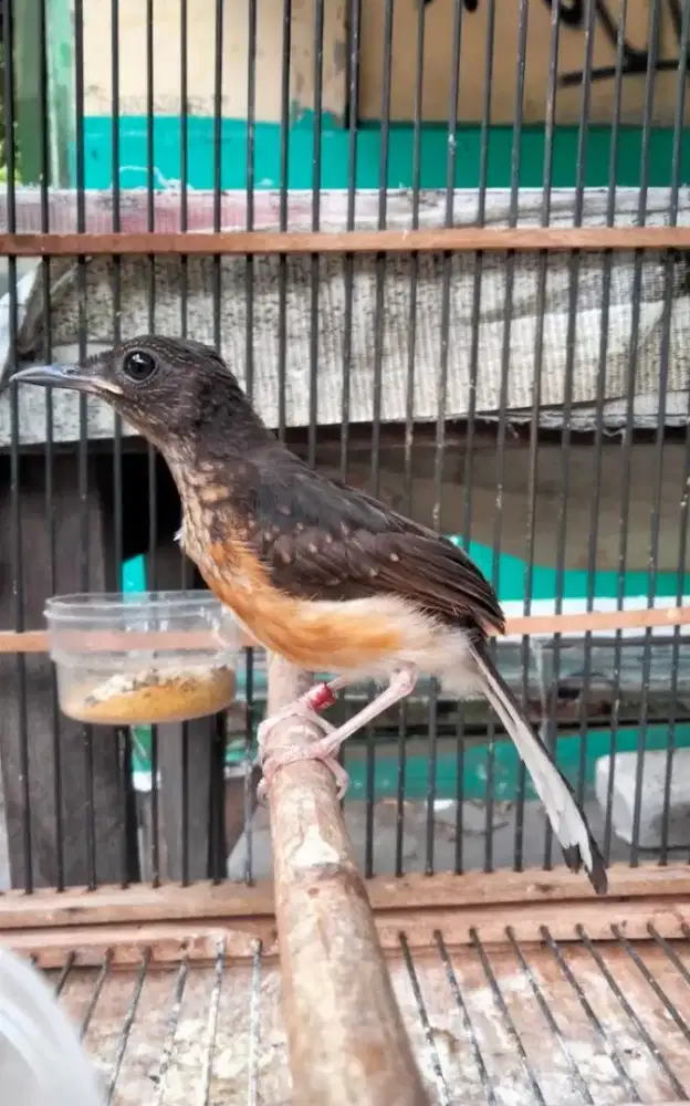 Trotol Murai Batu Medan Bahorok Trah Panda Burung Gede Ekor Panjang