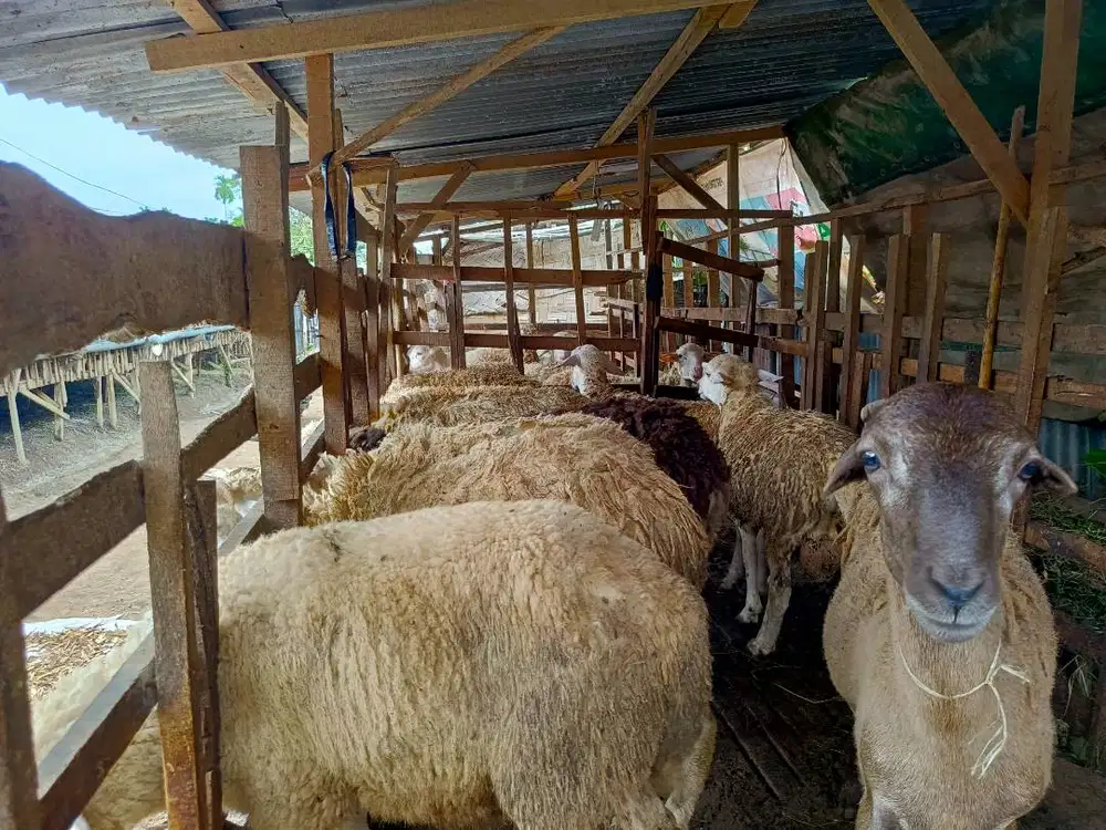 Kambing Domba Aqiqah 2025