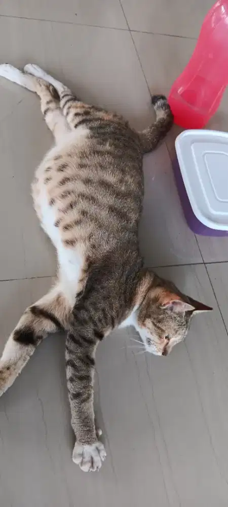 Freelance mencari pundi2 cuan tambahan