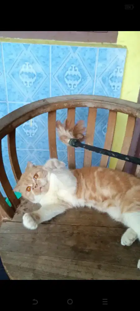 Scottiah fold jantan sdah biso kawin