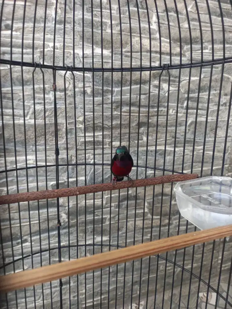 Konin Natuna Damer Gacor