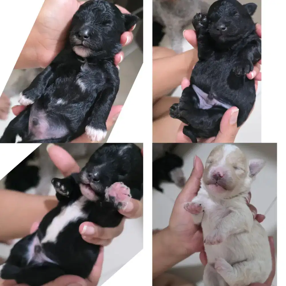 Dijual Anak anjing Pudel lucu