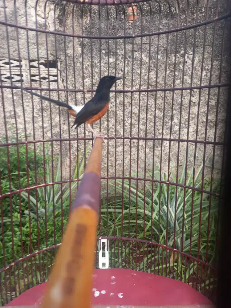 Murai Muda Hutan Gacor