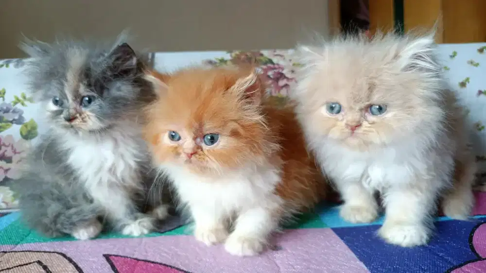 Kucin betina flatnone x peaknose