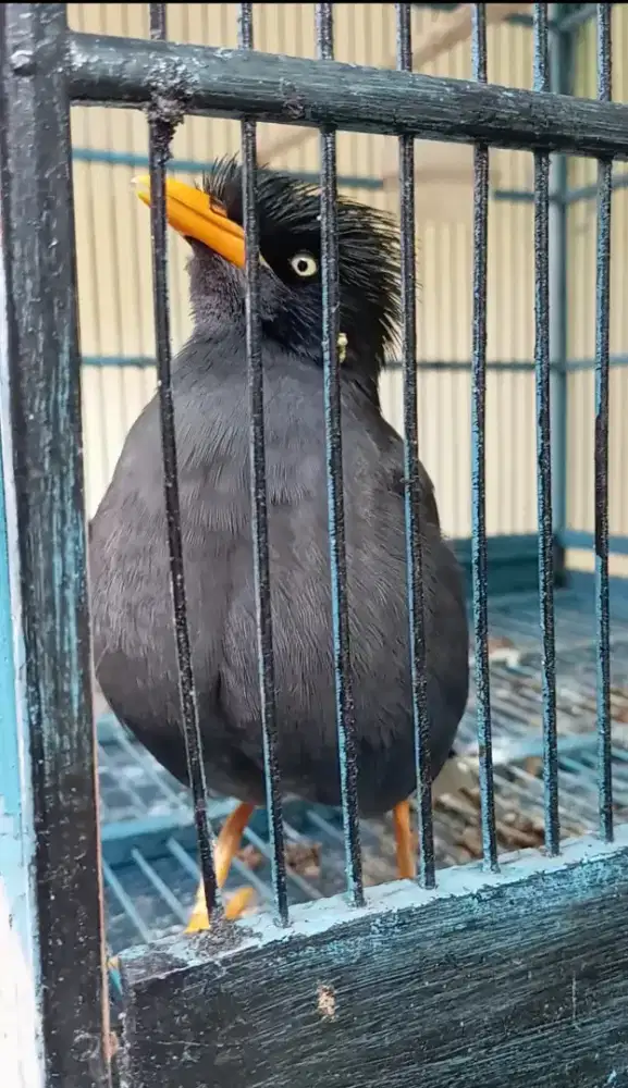 Jalak kebo jinak cetrekan