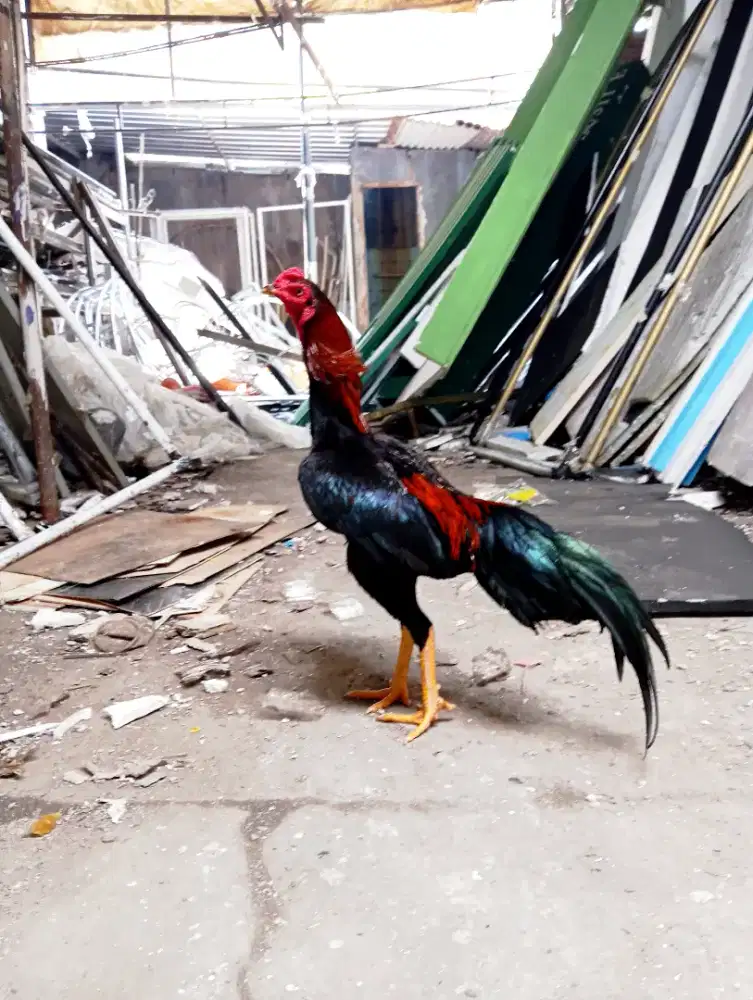 Ayam muda jajangkar siap abar