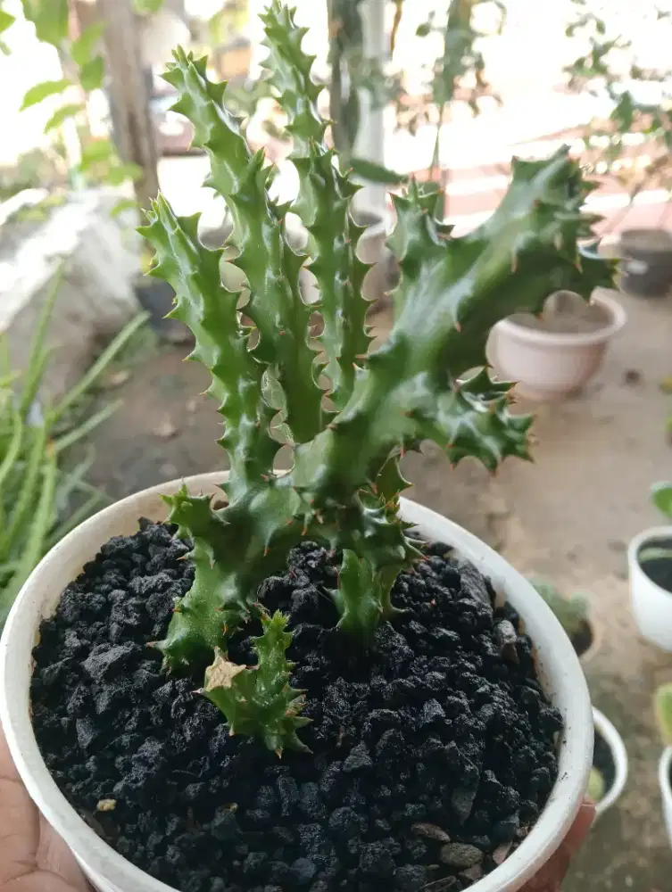 ANEKA KAKTUS & SUKULEN