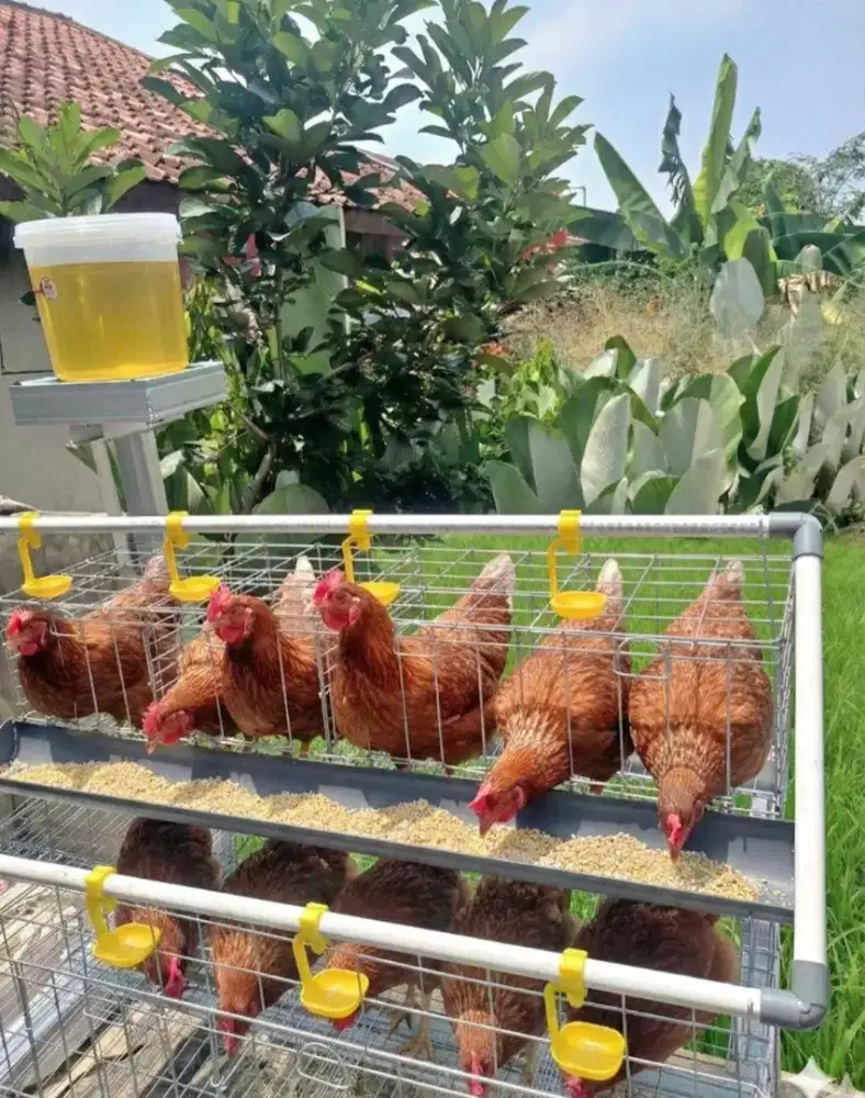 Ayam petelur dan kandang galvanis