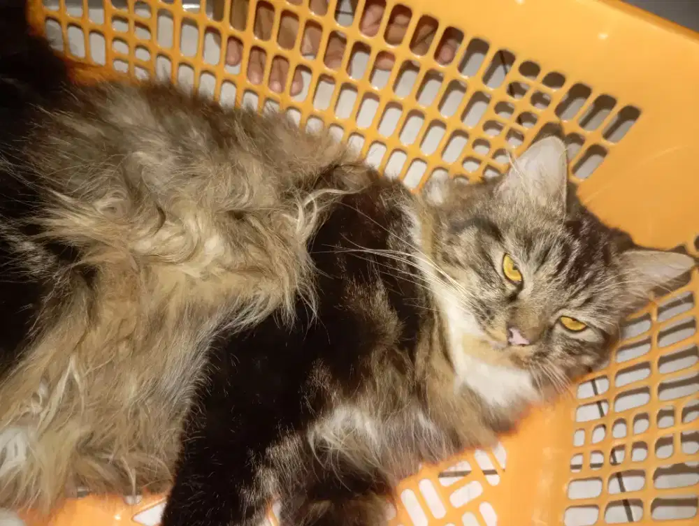 Kucing persia jantan