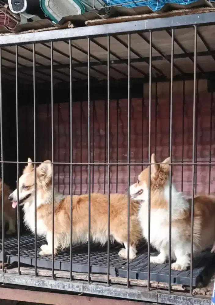 Anjing Welsh Corgi female