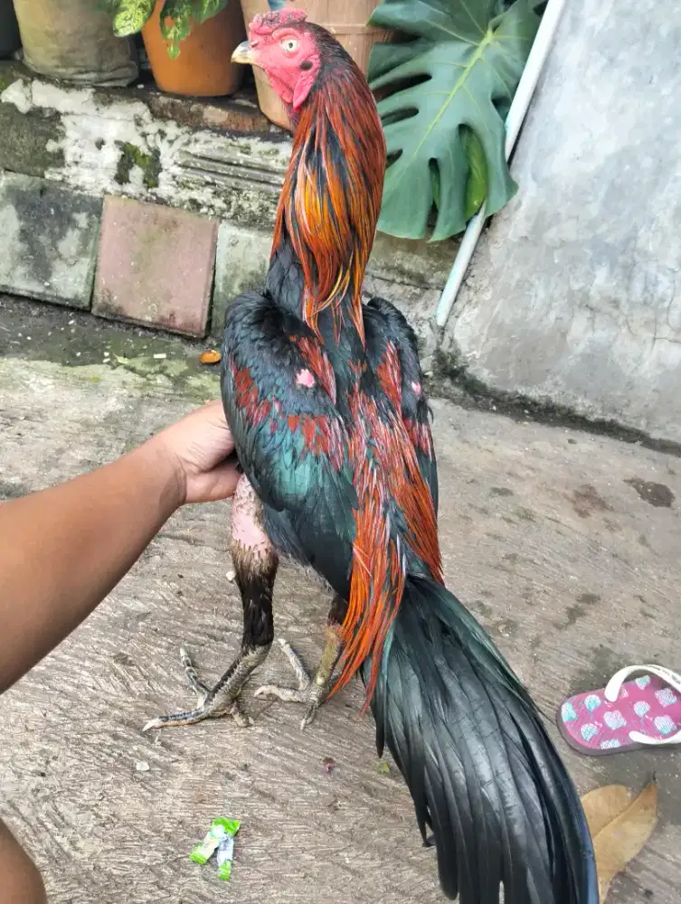 Di jual ayam Bangkok