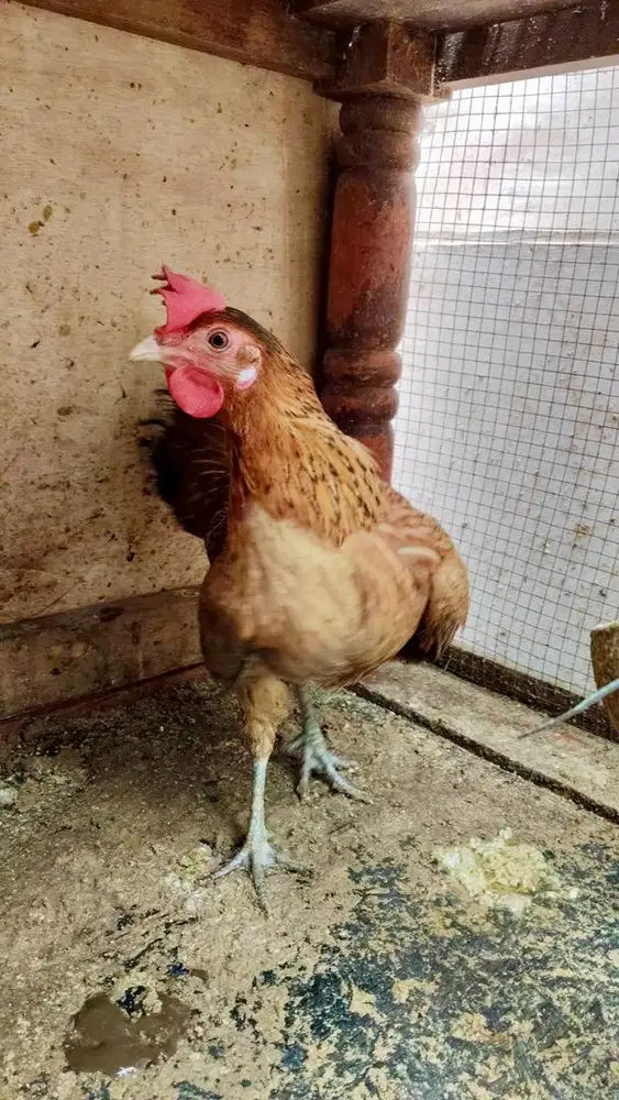 Ayam kampung betina babon