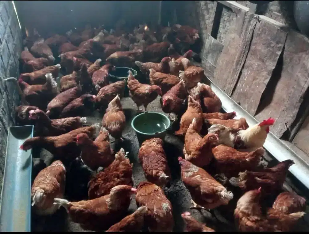 Ayam petelur dan kandang ayam galvanis