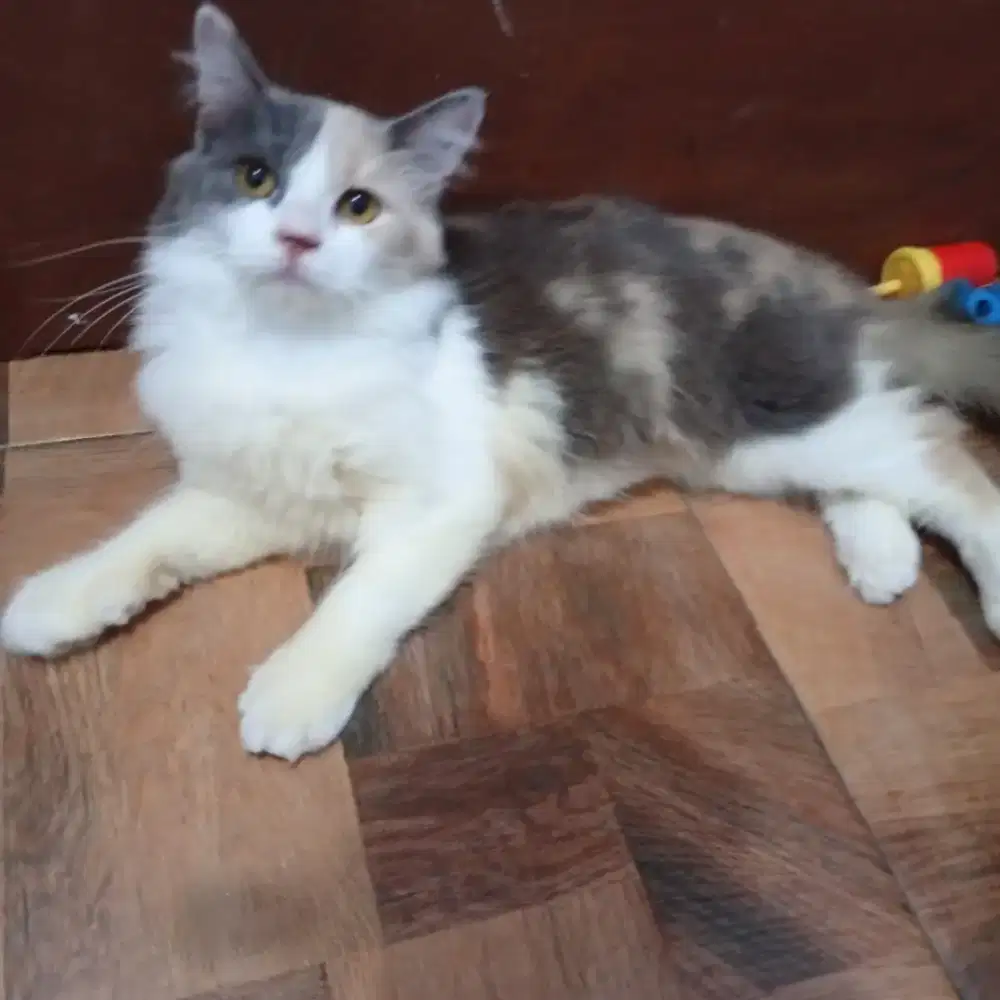 Kucing persia belang