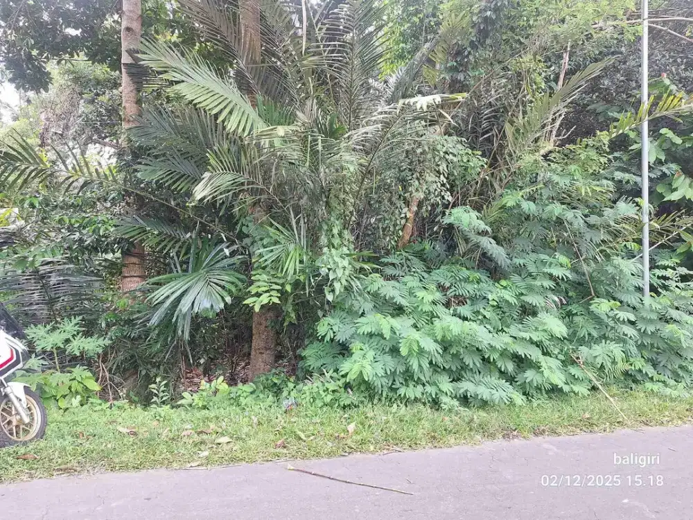 Tanah Murah 42.3 are di Kikian