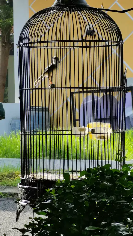 Ciblek kristal gacor mapan