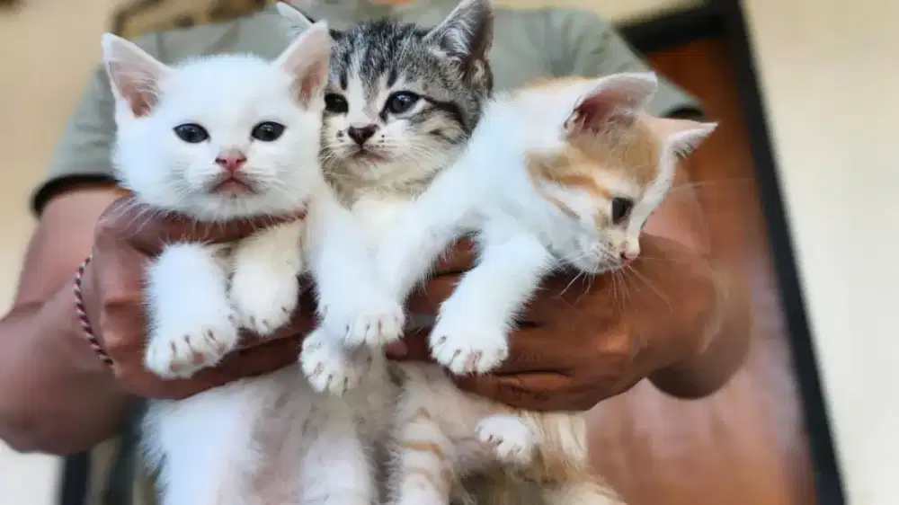 Anakan kucing anggora