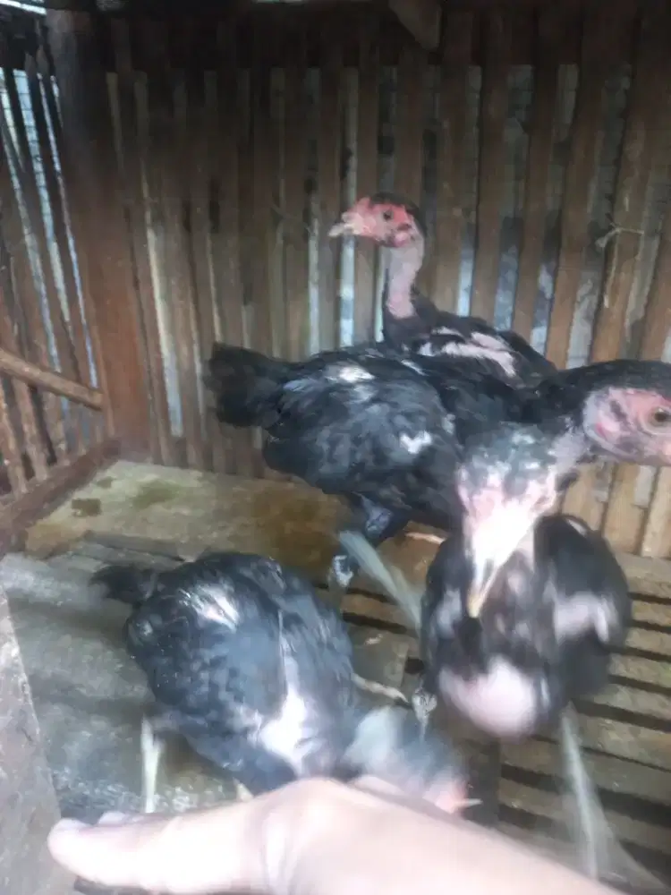 Ayam KUB peranakan dr ayam Kampung+Bangkok