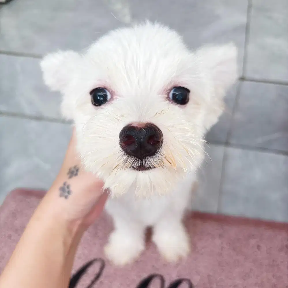 Lowongan art / urus anak