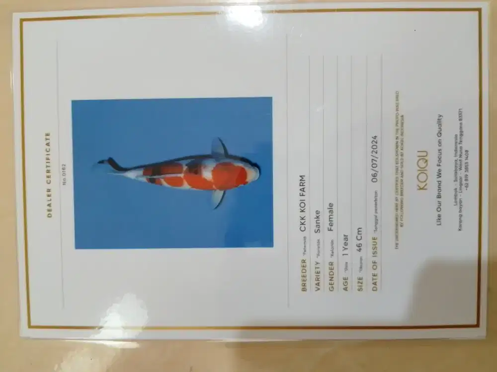 Ikan koi jenis Sanke 49cm sertifikat breeder lokal