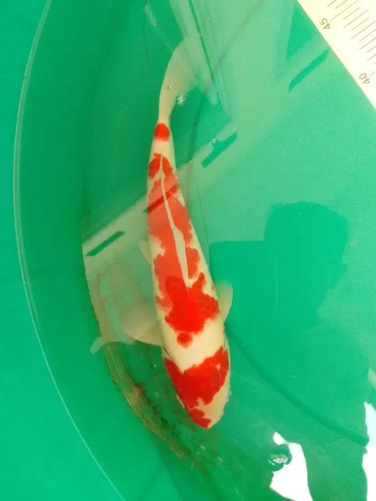 Ikan koi jenis Kohaku 32cm HQ